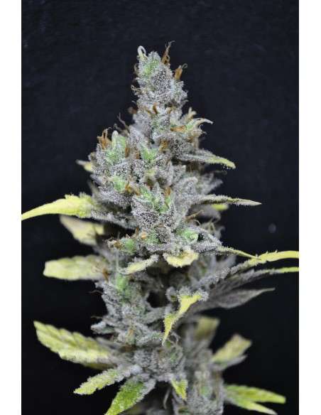 CBD Crew - CBD Mango Haze - 1