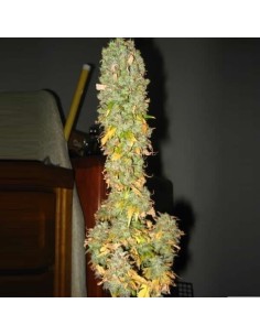 NIRVANA - Blue Mystic Auto - 1 2
