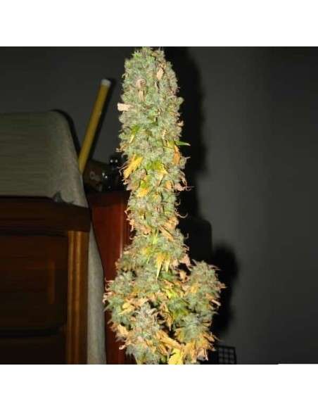 NIRVANA - Blue Mystic Auto - 2