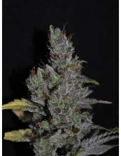 CBD Crew - CBD MediHaze - 1
