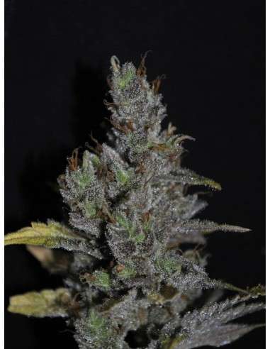 CBD Crew - CBD MediHaze - 1