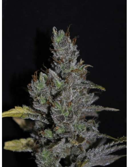 CBD Crew - CBD MediHaze - 1