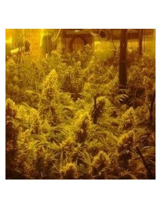 CBD Crew - CBD Mix - 1