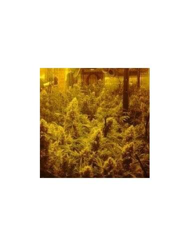 CBD Crew - CBD Mix - 1