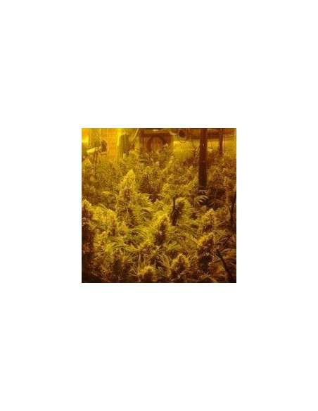 CBD Crew - CBD Mix - 1