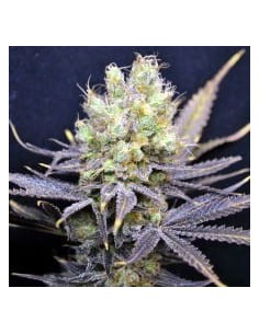CBD Crew - CBD Nordle - 1