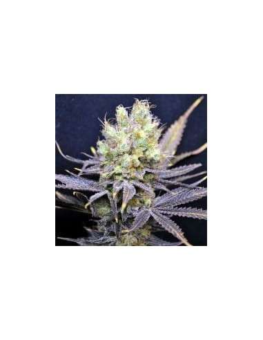 CBD Crew - CBD Nordle - 1