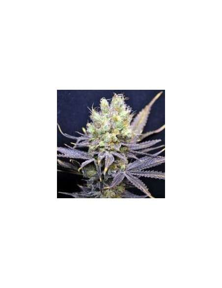 CBD Crew - CBD Nordle - 1