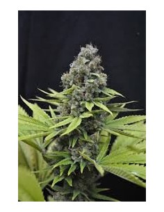 CBD Crew - CBD Shark - 1