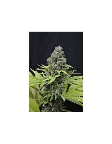 CBD Crew - CBD Shark - 1
