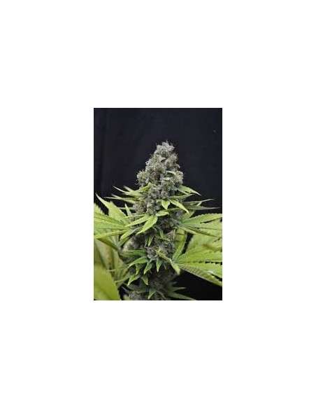 CBD Crew - CBD Shark - 1