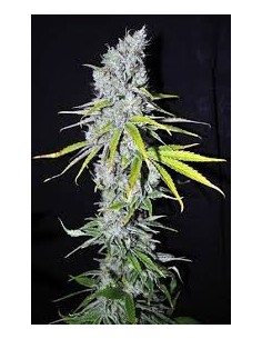 CBD Crew - CBD Skunk Haze - 1