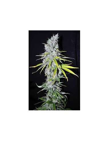CBD Crew - CBD Skunk Haze - 1