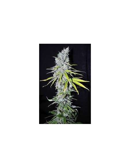 CBD Crew - CBD Skunk Haze - 1