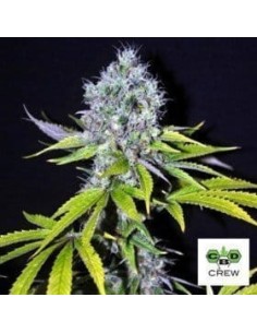 CBD Crew - CBD Yummy - 1