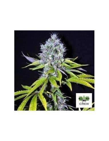 CBD Crew - CBD Yummy - 1