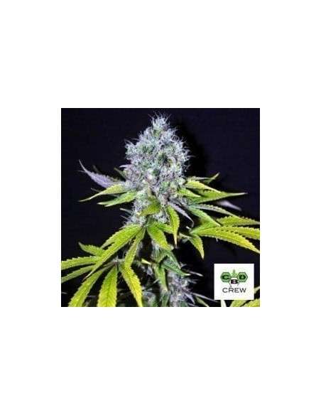 CBD Crew - CBD Yummy - 1