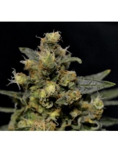 CBD Seeds - A-K - 1