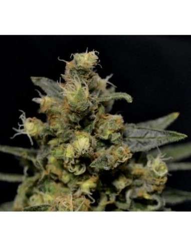 CBD Seeds - A-K - 1