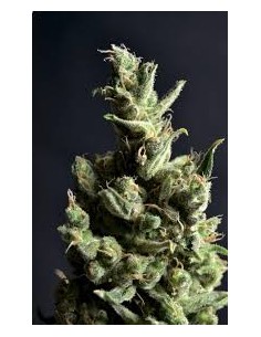 CBD Seeds - Amnesia - 1