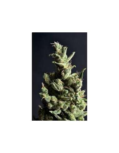 CBD Seeds - Amnesia - 1