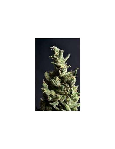 CBD Seeds - Amnesia - 1