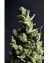 CBD Seeds - Amnesia - 1