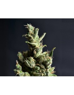CBD Seeds - CBD Amnesia - 1