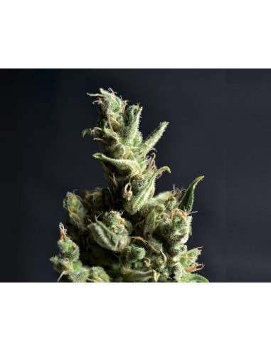 CBD Seeds - CBD Amnesia - 1