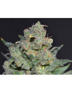 CBD Seeds - Cheese - 1