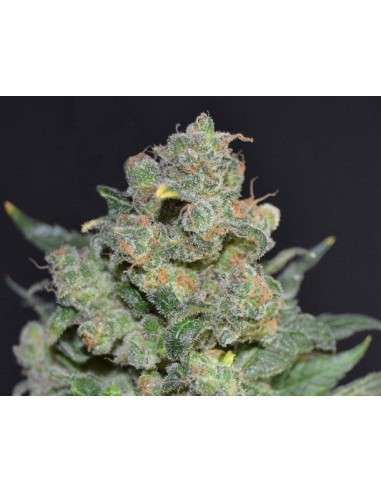 CBD Seeds - Cheese - 1