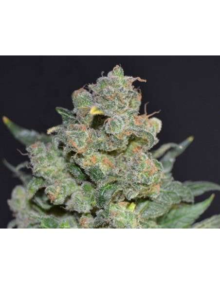 CBD Seeds - Cheese - 1