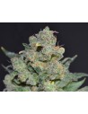 CBD Seeds - Cheese - 1