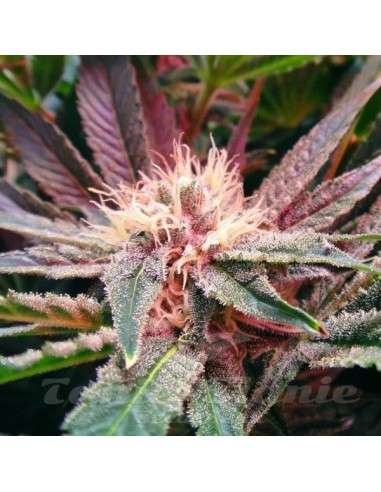 NIRVANA - Blue Mystic Auto - 3