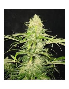 CBD Seeds - Critical - 1