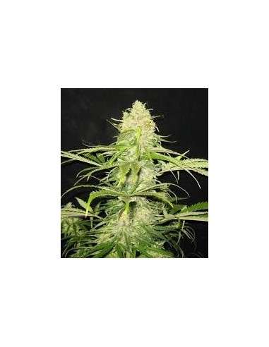 CBD Seeds - Critical - 1