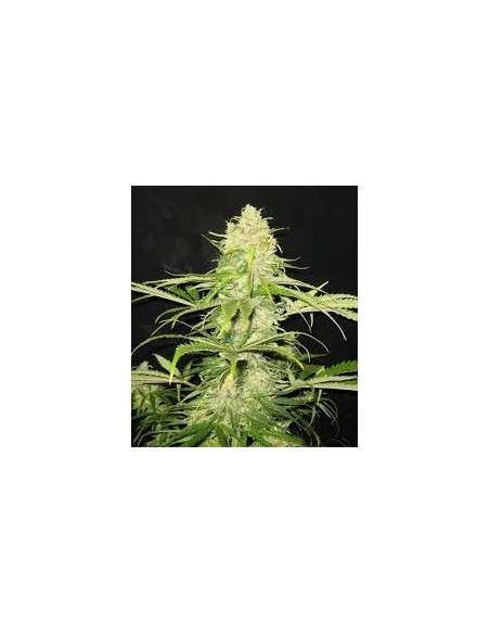 CBD Seeds - Critical - 1