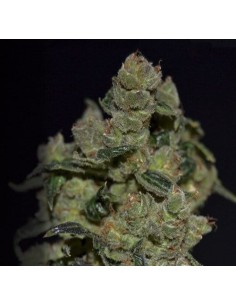 CBD Seeds - Diesel - 1