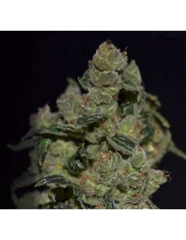 CBD Seeds - Diesel - 1