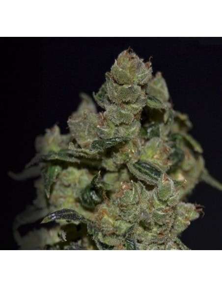 CBD Seeds - Diesel - 1