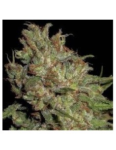 CBD Seeds - Domina - 1