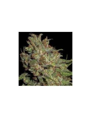 CBD Seeds - Domina - 1