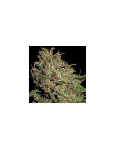 CBD Seeds - Domina - 1