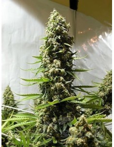 White Russian Auto - 1