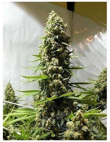 White Russian Auto - 1