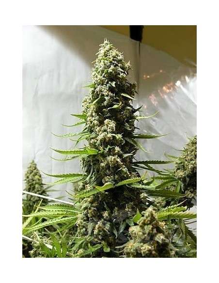 White Russian Auto - 1