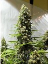 White Russian Auto - 1
