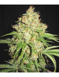 White Russian Auto - 1 2