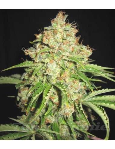 White Russian Auto - 2