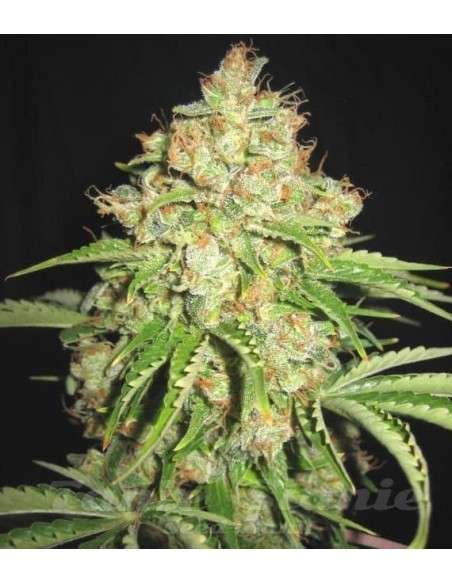 White Russian Auto - 2